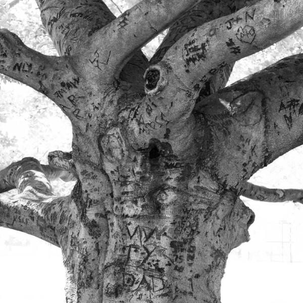 Dennis Connors: Beech Tree Arborglyph -1